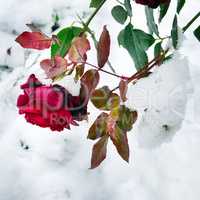 Delicate red rose in a flower bed covered with fresh snow.