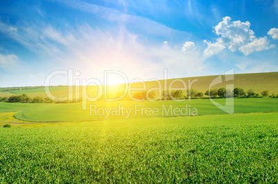 Green pea field and sunrise in the blue sky.