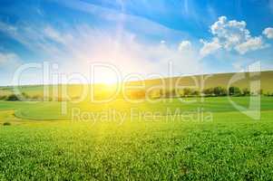 Green pea field and sunrise in the blue sky.