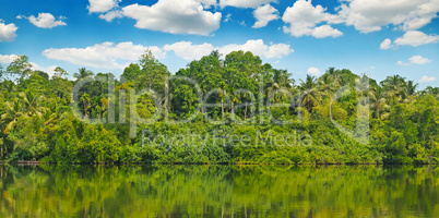 Tropical palm forest on the river bank. Wide photo.