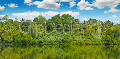 Tropical palm forest on the river bank. Wide photo.