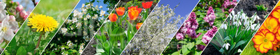 Spring flowers and flowering trees. Collage. Wide image.