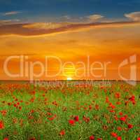 Field with poppies and sunrise. Agricultural landscape.