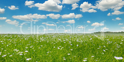 Fields with flowering flax and blue sky. Wide photo.