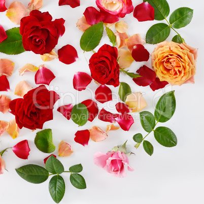 Red roses on a white wooden background. Flat lay, top view.