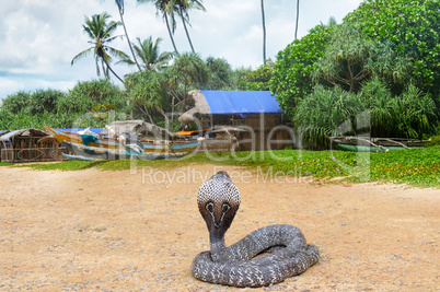 King cobra in the wild nature.