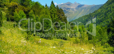 Picturesque mountain slopes with blooming herbs and coniferous t