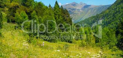 Picturesque mountain slopes with blooming herbs and coniferous t