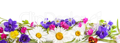 Chamomile and Violet isolated on white background. Flat lay, top
