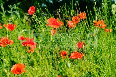 Scarlet poppies against the background of green grass. Focus on