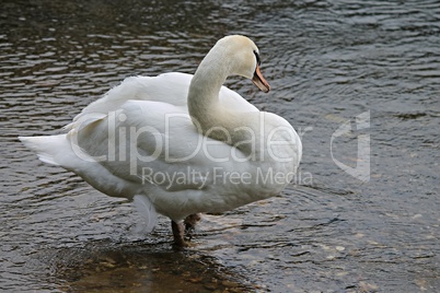 Schwan steht im Wasser