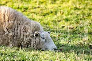 Schaf ruht sich aus