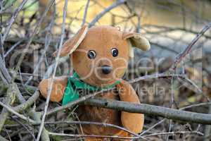 Teddybär hinter Zweigen