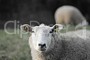 Portrait eines Schafes auf der Weide