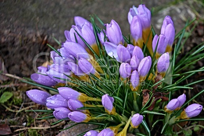 violetter Krokus mit Wassertropfen