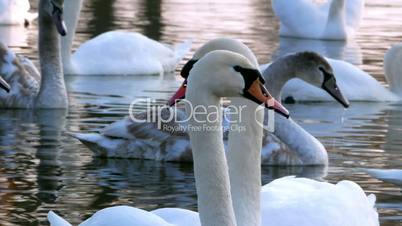 Swan swiming on riverk nature water environment