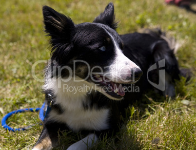 Border Collie