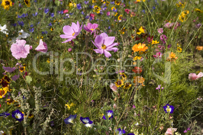 Blumenwiese