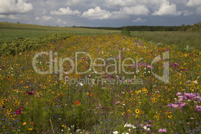 Blumenwiese