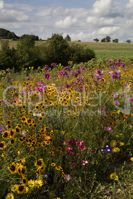 Blumenwiese