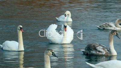 Swan swiming on riverk nature water environment