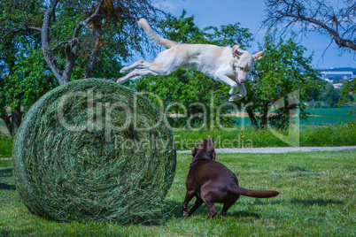 dog jumps from a tall hey ball