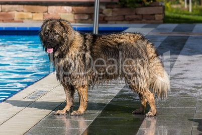 tall leonberger dog