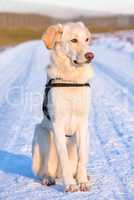 white tall dog sits on a snowy road