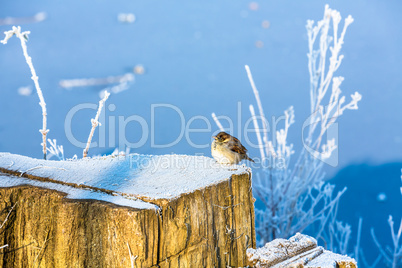 titmouse bird on a frosty tree trunk