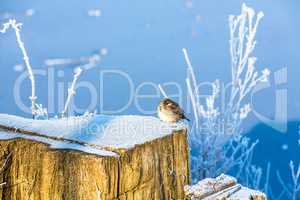 titmouse bird on a frosty tree trunk