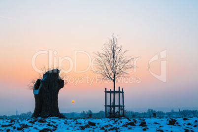 old and young tree at sunrise in wintertime