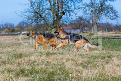two running german shepherd dogs