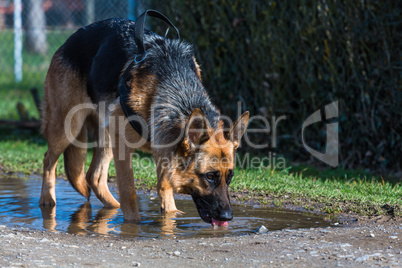 german shepherd dog drinks out of a puddle of water