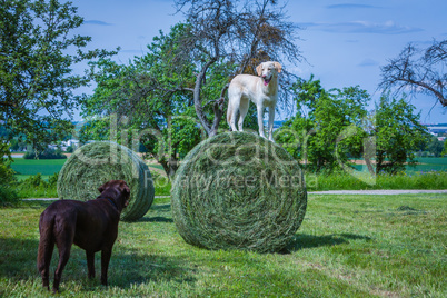 white dog stands on a hey ball