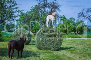 white dog stands on a hey ball