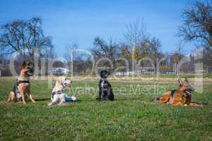 four dogs sitting on meadow and waiting for comand