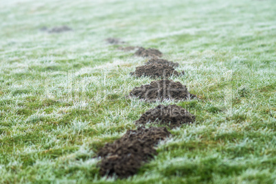 Molehill