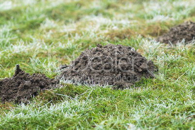 Maulwurfshügel auf einer Wiese