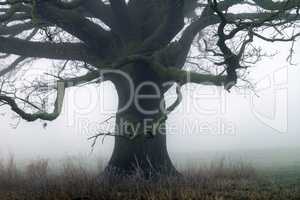Baum im Nebel auf einer Wiese
