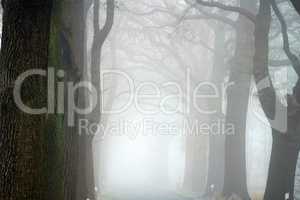 Baumallee mit Landstrasse im Nebel