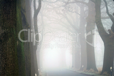 Tree avenue with road in the fog
