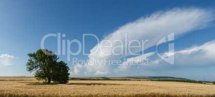 Panorama wheat field