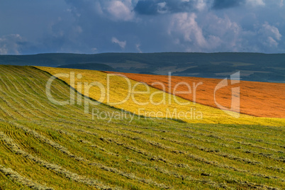 Panorama ripening wheat field