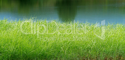 green reeds on Lake