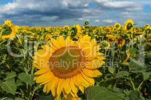 Sunflower close-up on a background of the cloudy sky