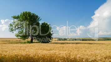 Panorama wheat field