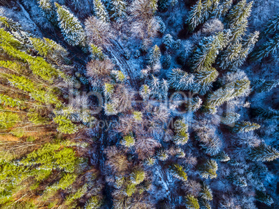 Trail and Snow in the Spruce Forest. Aerial View