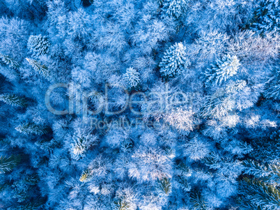 Hoarfrost and Snow in the Dense Forest. Aerial View