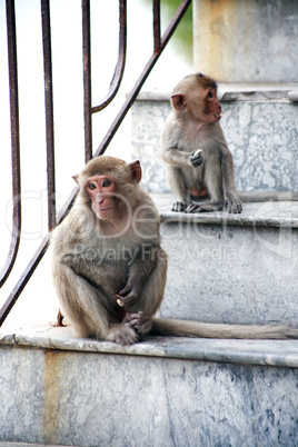 Monkeys On Staircase