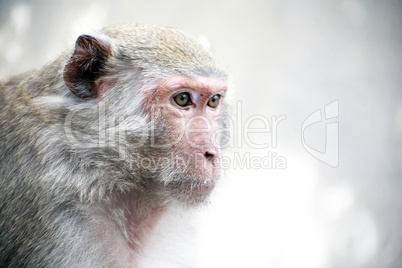 Dreamy Monkey Portrait